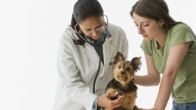 Tackling the shortage of veterinarians in America - Dogster