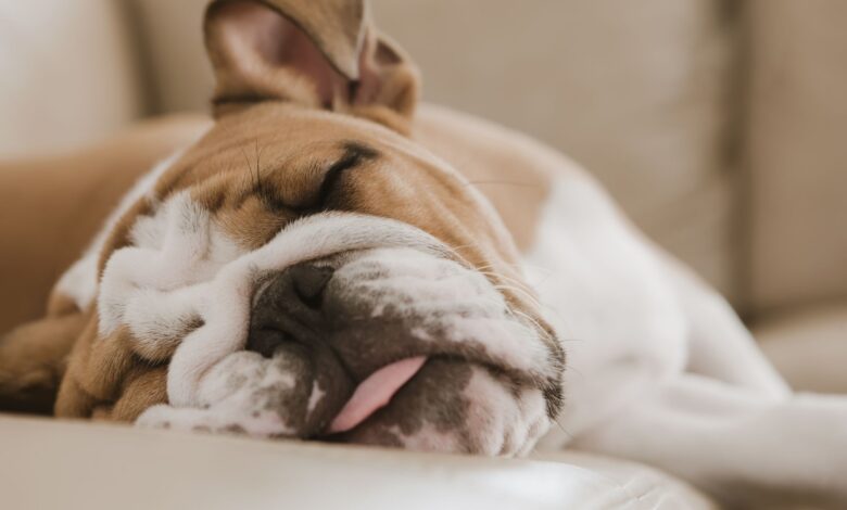 Dog dreams and what you need to know about sleeping dogs - Dogster