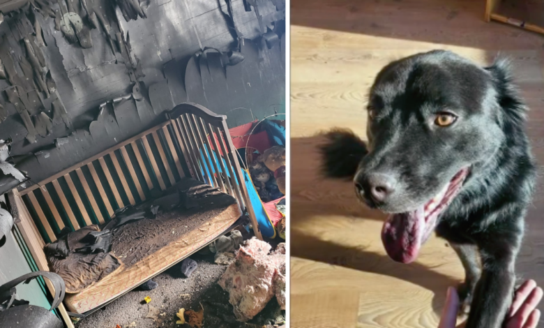 Grateful dog "Foster Fail" saved her family of 6 from a devastating house fire