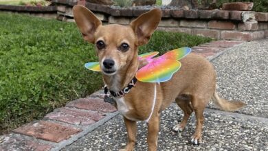 Top Halloween costumes for dogs in 2022 - Dogster
