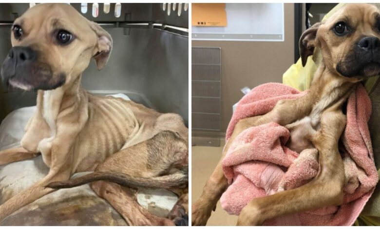 Dog starved & beaten for her life keep kissing her vet