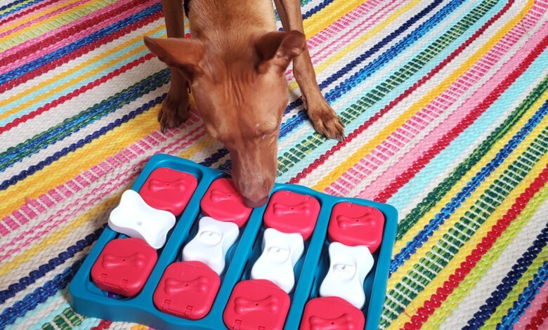 6 Amazing Dog Puzzle Toys - Dogster