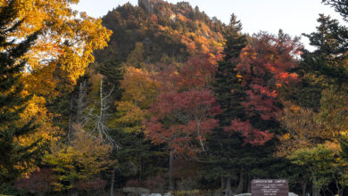 A photo of fall leaf colors at Linville Peak on Grandfather Mountain
