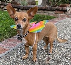 dog in butterfly costume