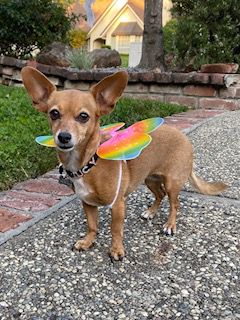 dog in butterfly costume