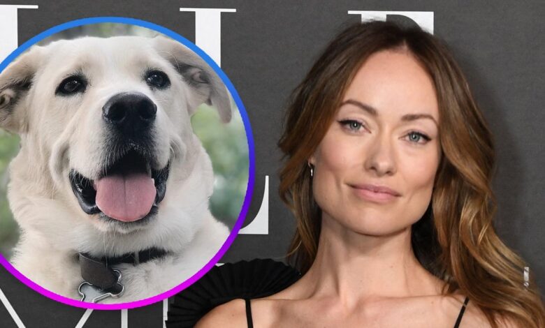 LA's MaeDay Rescue Refutes Olivia Wilde's Claim She Abandoned Dog Over Harry Styles