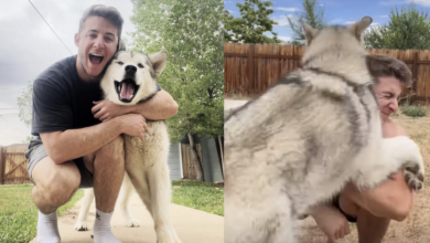Malamute Puppy turns an innocent trick into a fun "aggressive hug"
