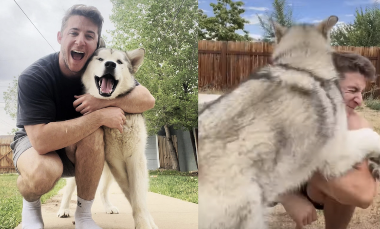 Malamute Puppy turns an innocent trick into a fun "aggressive hug"