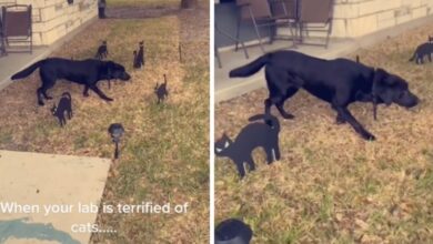 Black Labrador left frozen in its path by 'scary' Halloween cats