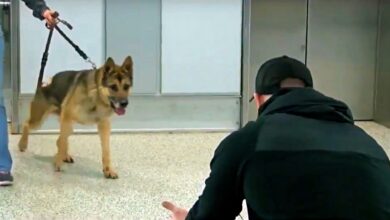 Army K-9 steps out of elevator & sees his handler for the first time in 3 years