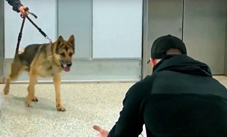 Army K-9 steps out of elevator & sees his handler for the first time in 3 years
