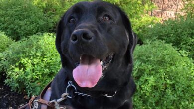 Beloved guide dog dies after being left in trainer's hot car for 5 hours
