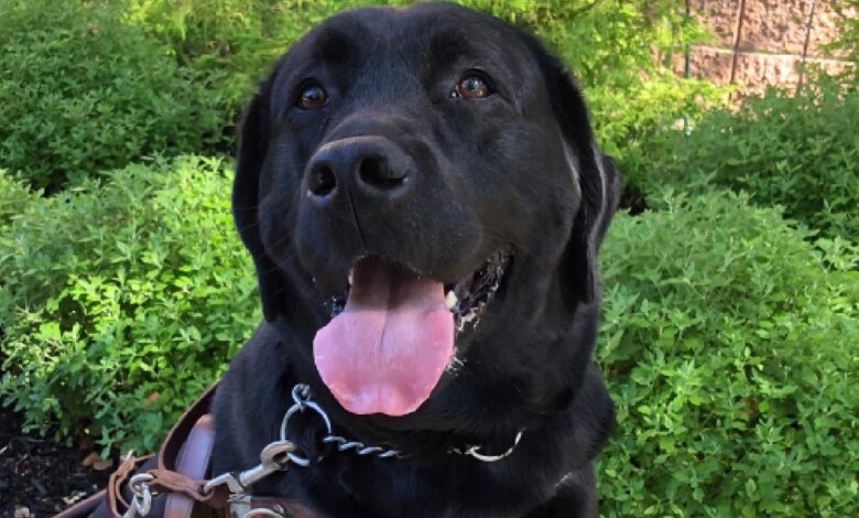 Beloved guide dog dies after being left in trainer's hot car for 5 hours