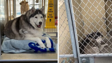 Shelter deemed obese Husky 'unacceptable', but one woman wanted to meet her