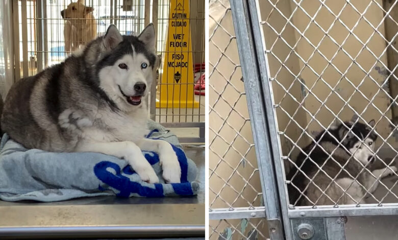 Shelter deemed obese Husky 'unacceptable', but one woman wanted to meet her