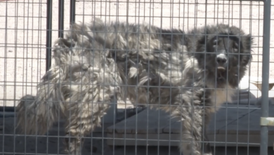 300 injured, emaciated dogs arrested as puppy mill operator denies wrongdoing