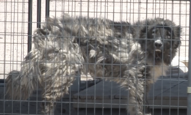 300 injured, emaciated dogs arrested as puppy mill operator denies wrongdoing