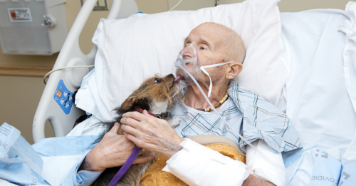 Vietnam veteran taking care of his family is reunited with his dog for the last time