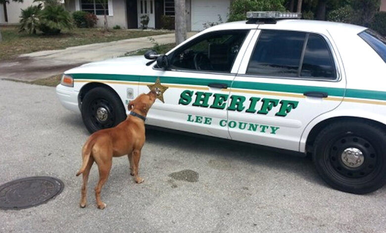 Sheriff searches for a 'loose' Pit Bull, the dog rushes right into his car