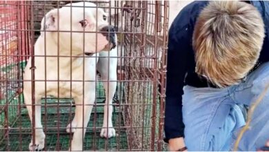 Annoying woman kneels near Pit Bull growling, ready to open the door