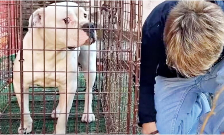 Annoying woman kneels near Pit Bull growling, ready to open the door
