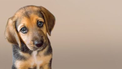 The truth about puppy eyes and what they do to us - Dogster