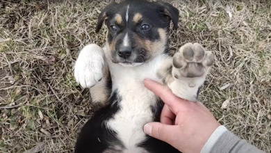 Homeless man takes care of puppy with broken leg until help arrives