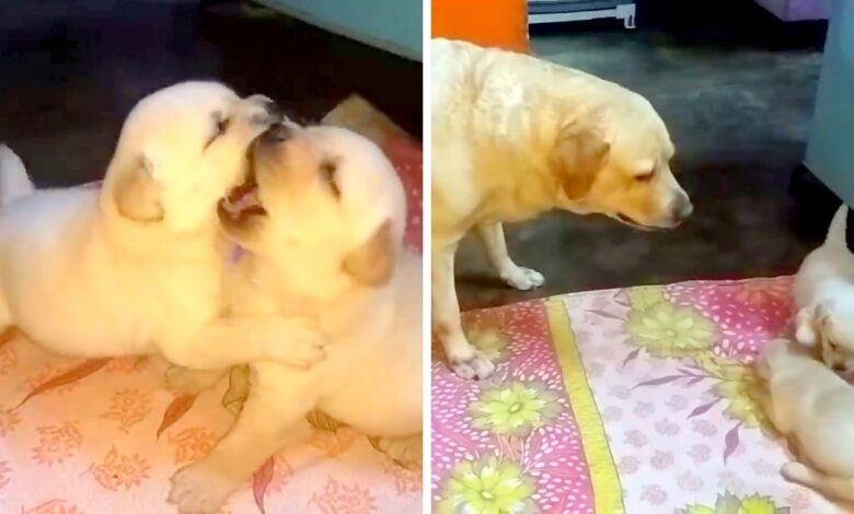 Mama Dog School Dogs Solve Her Troubles To Fight The Dirty And 'Speak Back' To Her