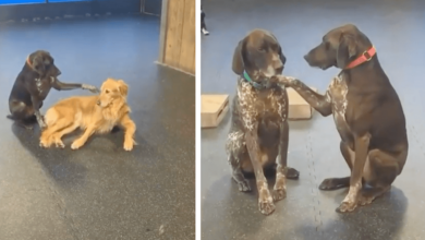The dog won't stop petting her Doggy friends