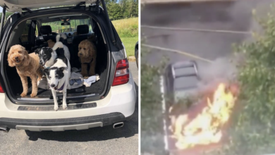 Man risked his life to save dog from burning car