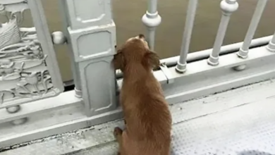 Loyal dog waits on bridge for days after a loved one leaves