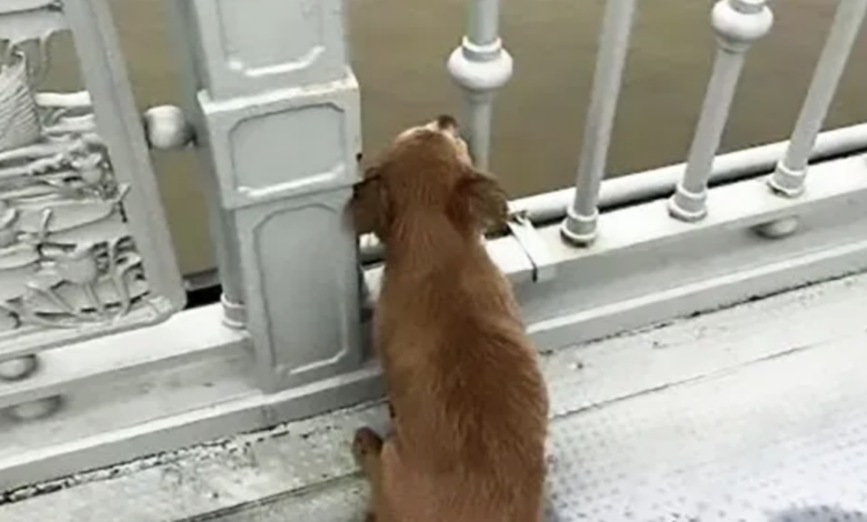 Loyal dog waits on bridge for days after a loved one leaves
