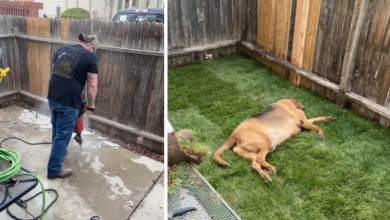 The rescue dog returned 4 times to get into the yard he always wanted