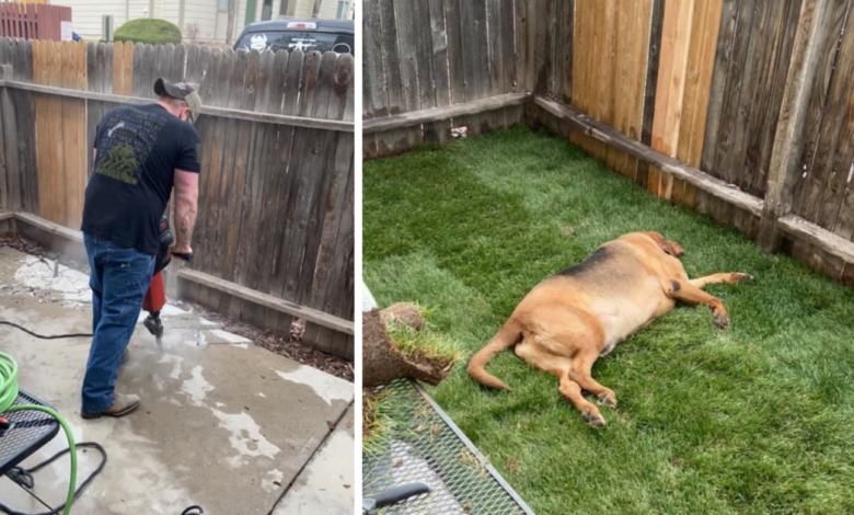 The rescue dog returned 4 times to get into the yard he always wanted