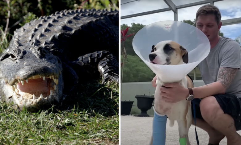 Former army sergeant fights crocodile to save his rescue dog