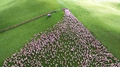 Dogs get through a tiny gate by hundreds of sheep and it's mesmerizing