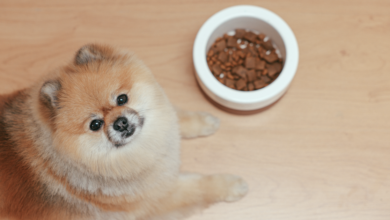 9 Best Smart Dog Feeders 2022