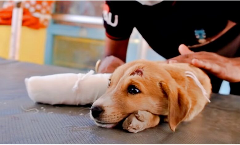Somber Puppy gets medical care but they can't heal her sad soul