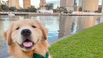 These 15 US cities have the most affordable dog-friendly veterinary care and amenities