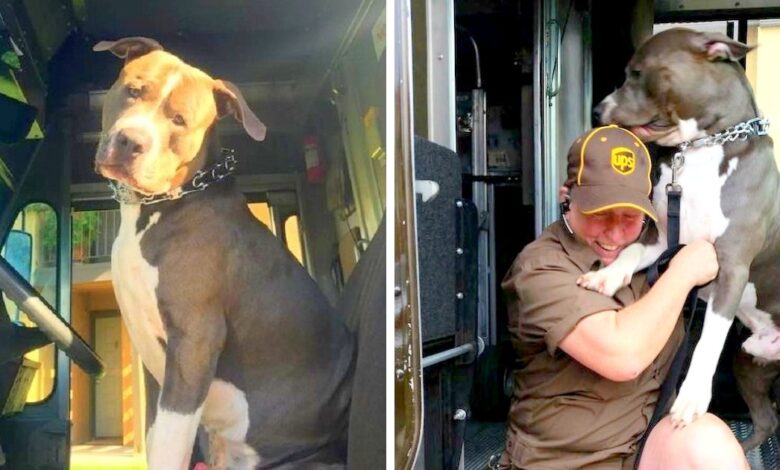 Pit Bull sobbed like a baby after his mother passed away and begged the UPS driver to give him a home