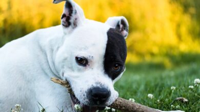 20 Food Recommendations for American Staffordshire Terriers with Sensitive Stomach