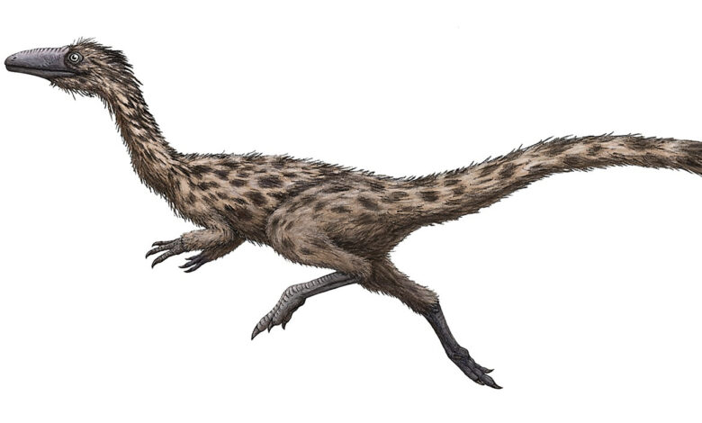 'Swift-legged lizard' named as Massachusetts state dinosaur: NPR