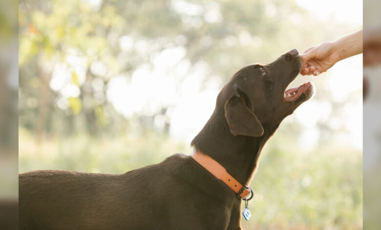 The 10 Best Urinary, Kidney, & Bladder Supplements For Dogs