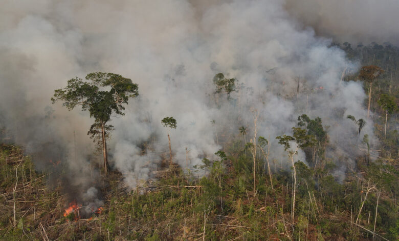 Brazil's election could determine the fate of the Amazon after record deforestation : NPR