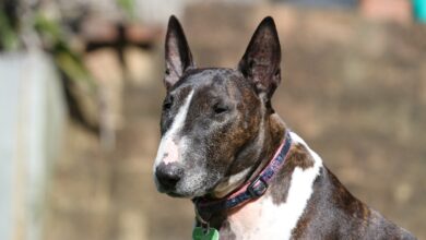 20 Food Recommendations for Bull Terriers with Sensitive Stomach