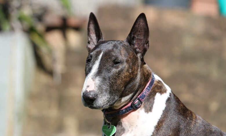 20 Food Recommendations for Bull Terriers with Sensitive Stomach