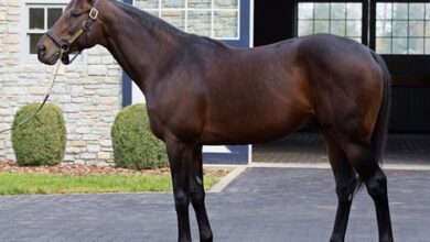 Uncle Mo Tops Ashford Roster for $150,000