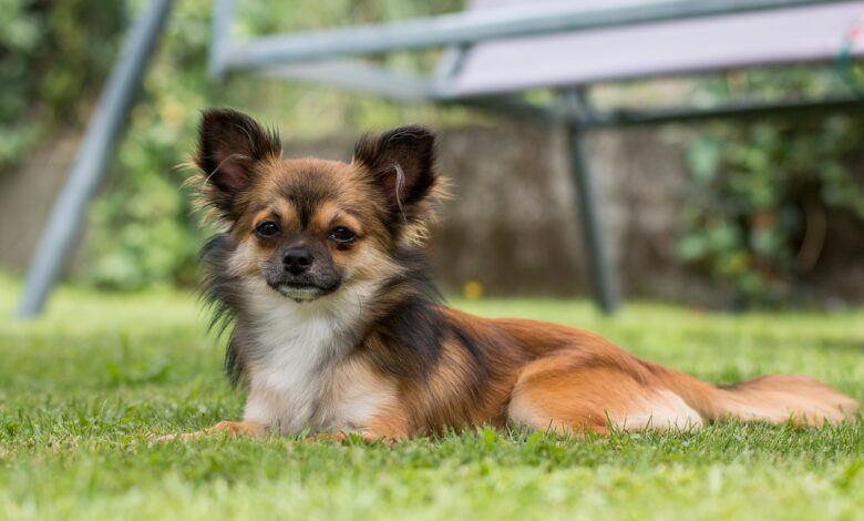 20 Chihuahua owners share the best shampoos for itchy & sensitive skin