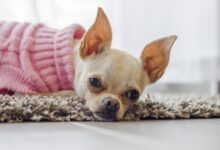 35 Food Recommendations for Chihuahuas with Sensitive Stomach