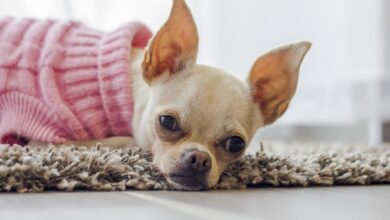 35 Food Recommendations for Chihuahuas with Sensitive Stomach